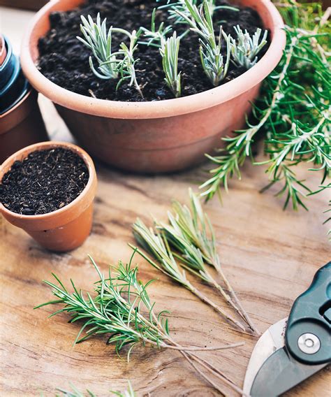 Best Compost For Lavender Cuttings at Jason Haffey blog