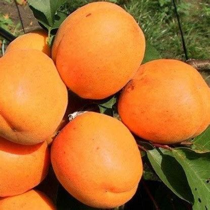 Саженцы абрикоса купить в Минске по Беларуси почтой