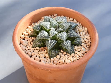 tagong boy jan  haworthia splendens