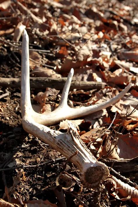 What Are Deer Antlers? How to Find Deer Antlers