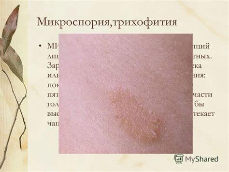 Презентация на тему: "1 Курганская область, Петуховский район, МОУ ...