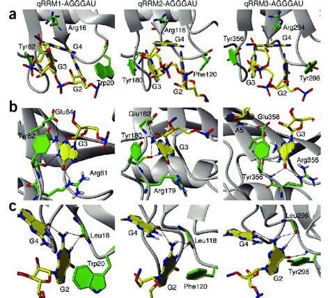 Specific recognition of G-tract RNA by hnRNP F qRRMs. (a) Close-up view ... 