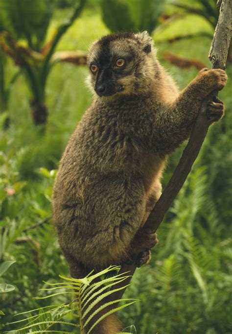 184+ Best Free Lemur Stock Photos & Images · 100% Royalty-Free HD Downloads