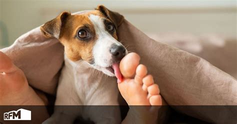Porque Os Cachorros Lambem Os Pés Dos Donos - Porque é que o teu cão lambe os teus pés? Especialistas explicam - RFM