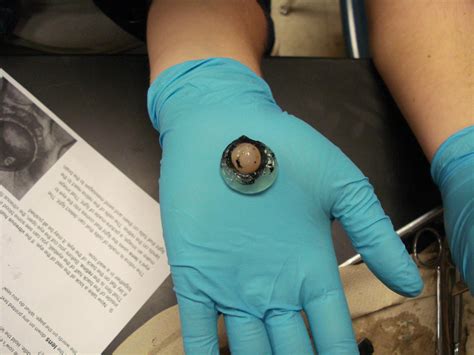 Real Eyeball Cut In Half Tutorial For Half Cut Crease Eye Makeup With