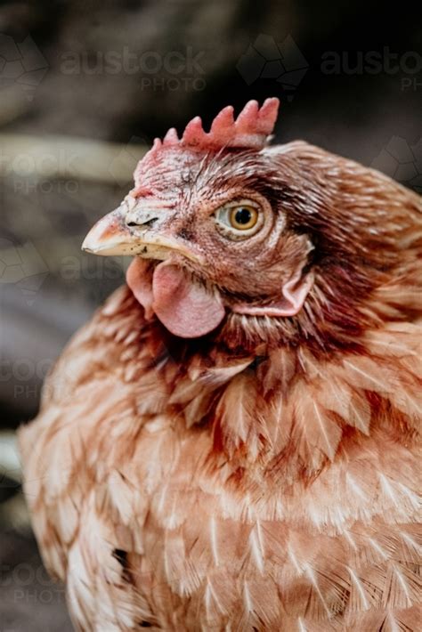 image  red hen austockphoto