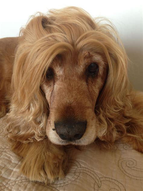 He's gorgeous but needs a haircut on top...Cockers are my favorite dogs. | Cocker spaniel