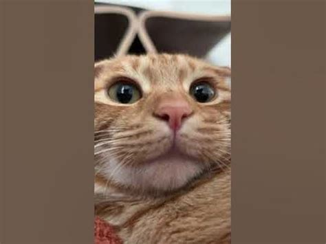 звуки кота - YouTube