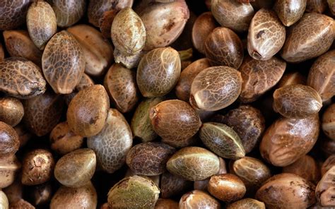 Cannabis Seed Bank • Premium Seed Market