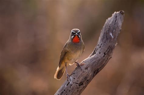 Siberian rubythroat it is shooting in a backlit manner | Premium Photo