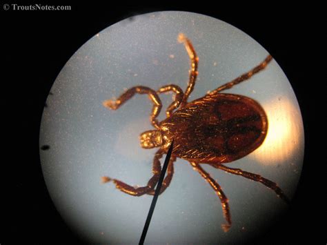 Ixodes_pacificus_alive_IMG_4768 – Trout's Notes