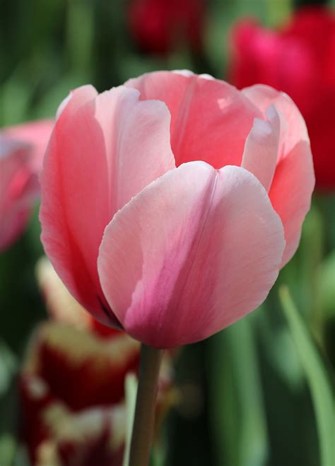 Pink Tulip Close-up Free Stock Photo - Public Domain Pictures