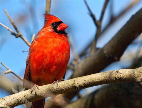Cardinal | Better Bird