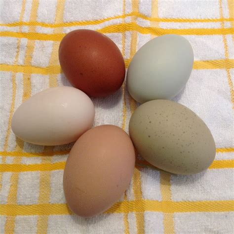 Chicken Breeds & Egg Color