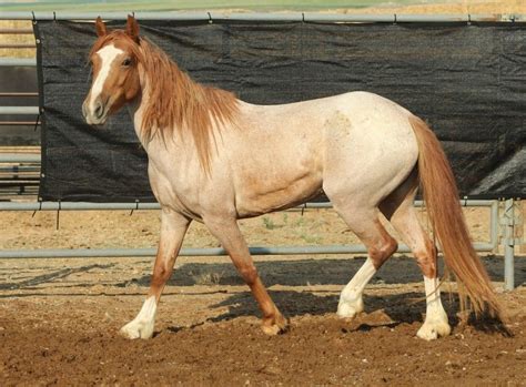 Chestnut roan BLM Mustang | Mustang horse, Pretty horses, Beautiful horses