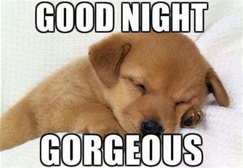 good night memes  images positive energy  good night