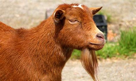 Nigerian Dwarf Goat | Franklin Park Zoo
