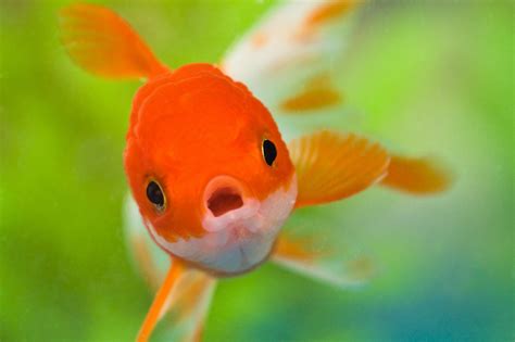 Goldfish Wallpapers - Wallpaper Cave