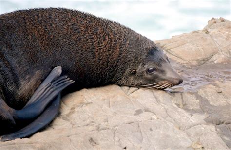 New Zealand Fur Seal – "OCEAN TREASURES" Memorial Library