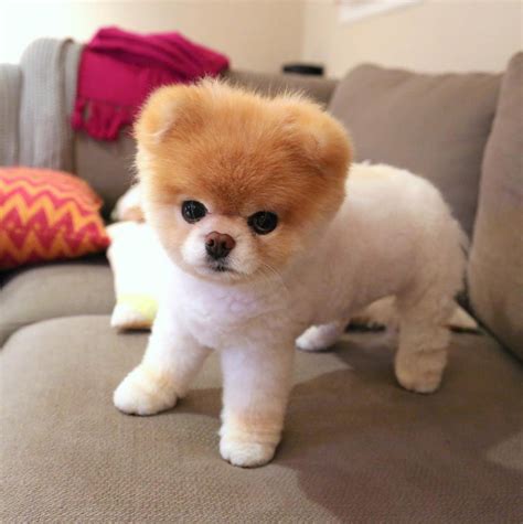 Cutest dog I've ever seen :3 : r/cute