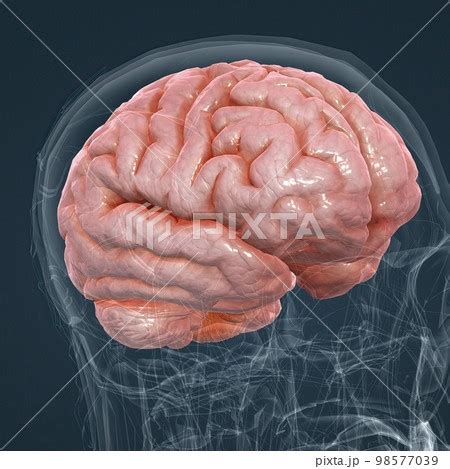 detailed anatomy  human brain  nervous  pixta