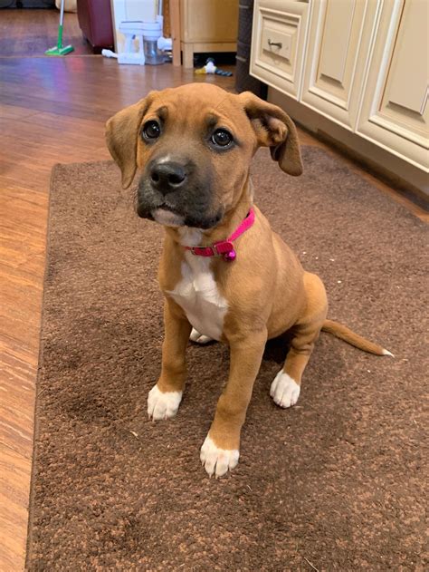 Donate – Riley Rescue