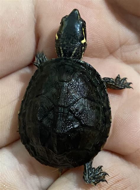 Do musk turtles eat lettuce? I tried to feed mine some but he doesn’t