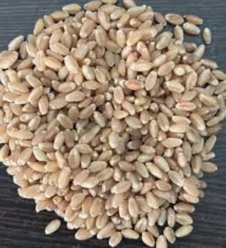 Whole Wheat Grain at Rs 23/kg | Wheat Grain in Shahjahanpur | ID ...