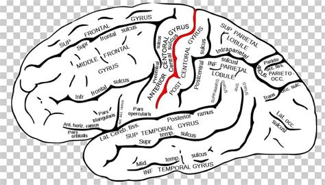 Temporal Lobe Superior Temporal Gyrus Superior Temporal Sulcus Lobes Of ...