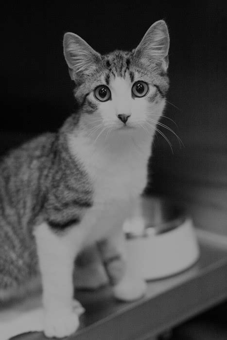 How Often Do You Take A Cat To The Vet?