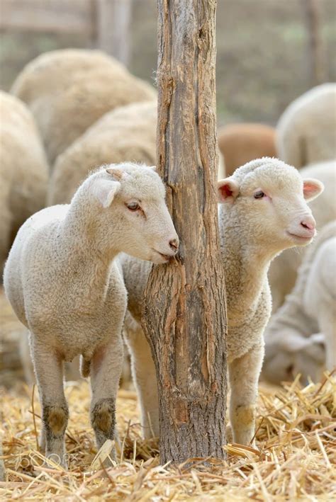 newborn lambs   farm  laurentiu iordache px baby sheep