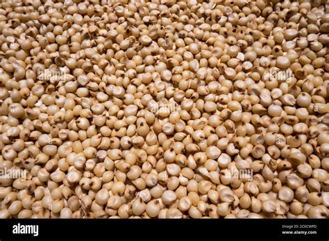 closeup view   white millet sorghum jowar  commonly called