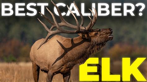 Best Caliber for Elk Hunting | Full Guide - YouTube