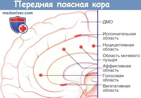 Островок, поясная кора и задняя парагиппокампальная извилина ...