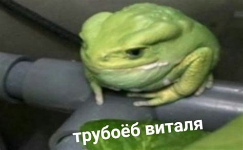 трубоёб трубоеб виталя веталя лягушка жаба.. | Поиск мемов по описанию ...