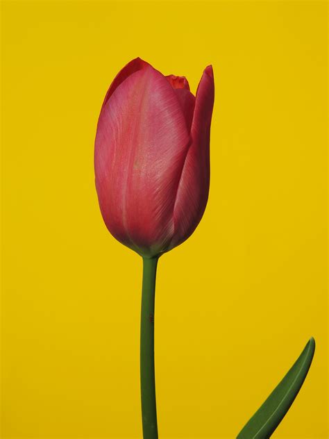 Verruca Simples Photos, Download The BEST Free Verruca Simples Stock