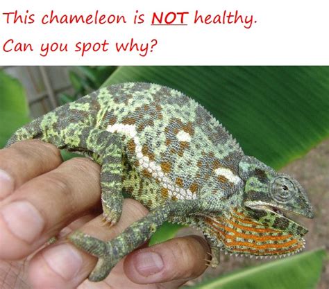 how hard is it to take care of a chameleon