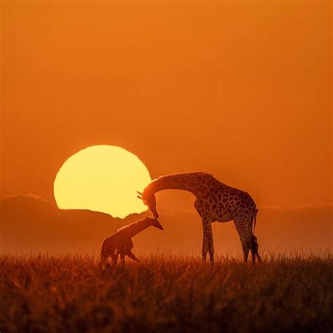 Las mejores imágenes de National Geographic y sus fotógrafos