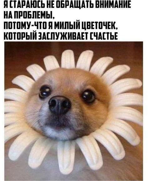 Веселые картинки для поднятия настроения
