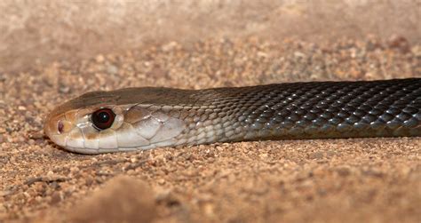 coastal taipan australian geographic