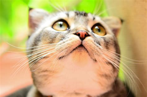 Umi the kitten(35) | Kittens, Cats, Animals