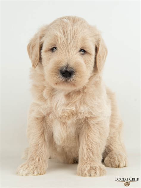 Amelia's Multigen Mini English Goldendoodles — Doodle Creek