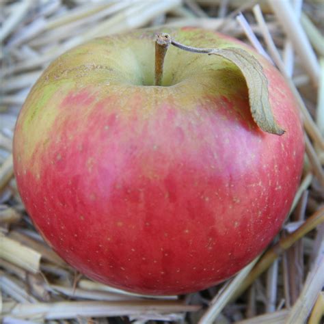 Top Fruits High in Carbohydrates
