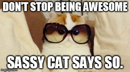 Image tagged in awesome,cat - Imgflip