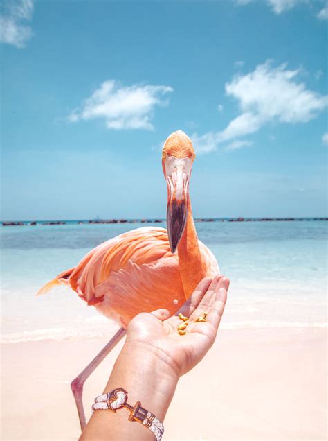 Flamingo Beach Aruba – Is It Really Worth It? – Stay Close Travel Far