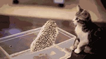 baby animal hedgehog gif | WiffleGif