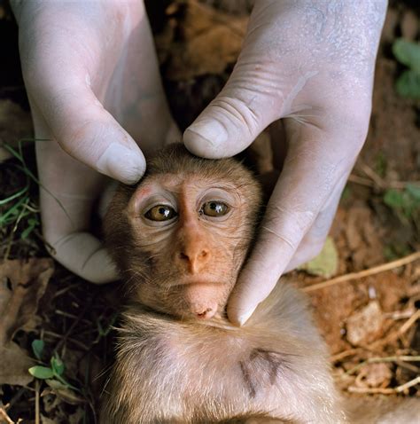 Male Proboscis Monkeys With Bigger Noses Have Better Sex Lives