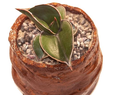 Cute Small Snake Plant Varieties For Your Indoor Space | Gardening Know How