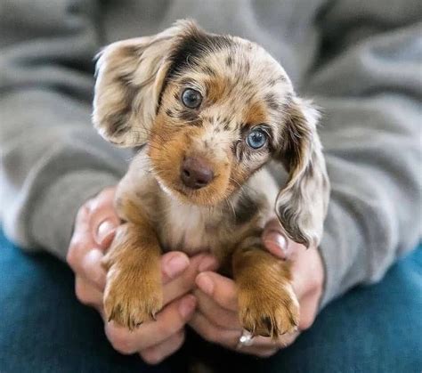 Dapple Dachshund: A Quirky and Colorful Canine Companion ...