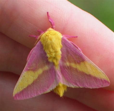 Pink And Yellow Fuzzy Moth